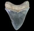 Serrated, Fossil Megalodon Tooth #64557-2